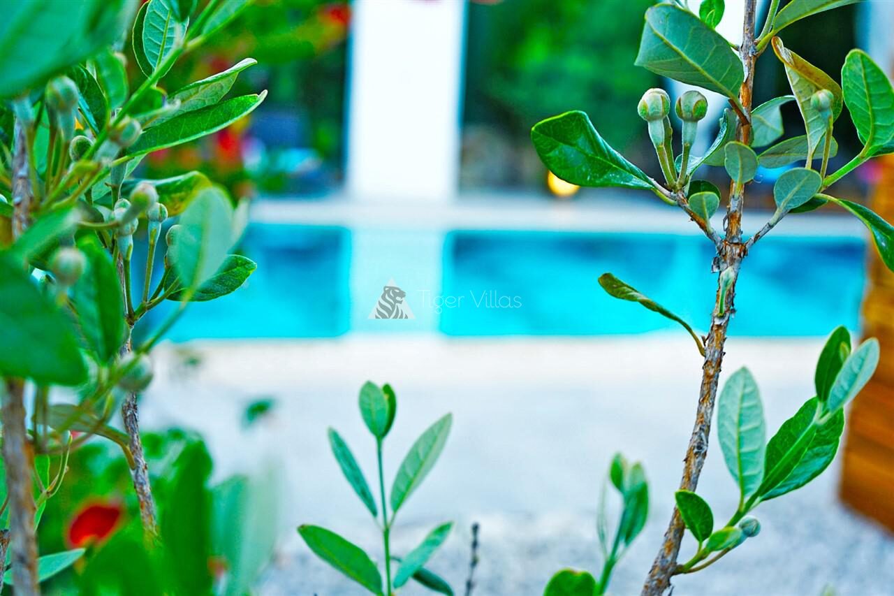 Villa Mamon Luxury Life — 169